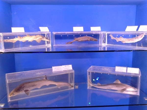 Экспонаты в музее морской биологии в Анталии