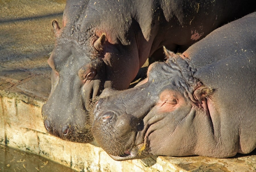 Гипопотамы в зоопарке Барселоны