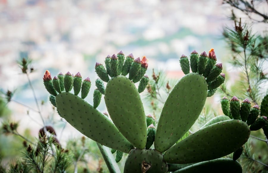 Кактус как представитель флоры на горе Тибидабо в Барселоне