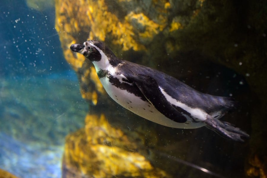 Пингвины в аквариуме Барселоны